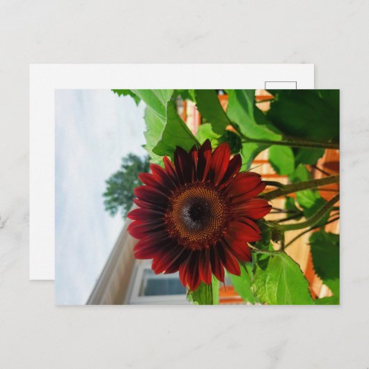 Carte Sunflower Post (Devant / Derrière)