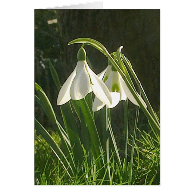 Carte Sunlit Snowdrops (Devant)