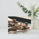 Carte Sunning Lions à San Francisco (Debout devant)