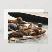 Carte Sunning Lions à San Francisco (Devant / Derrière)