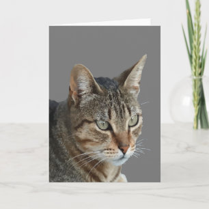 Carte Superbe portrait vectoriel de chat tigré en gros p