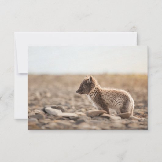 Carte Svalbard Arctic Fox (Devant)