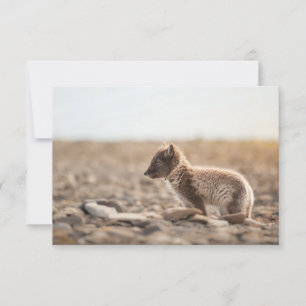 Carte Svalbard Arctic Fox