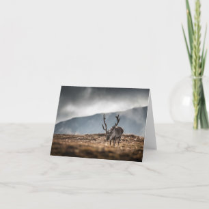Carte Svalbard Reindeer Nature Photo