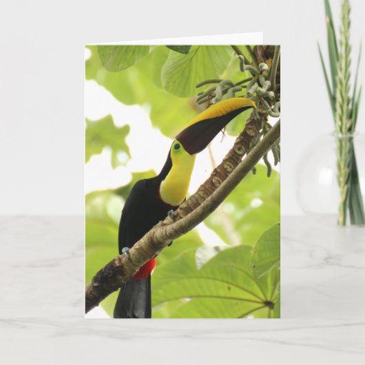 Carte Swainson Toucan Exotic Bird (Devant)