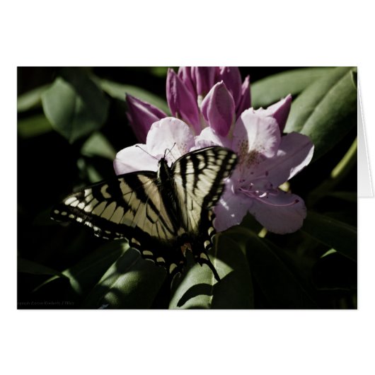 Carte Swallowtail & Rhododendron (Devant Horizontal)