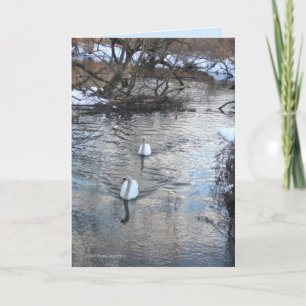 Carte Swans II