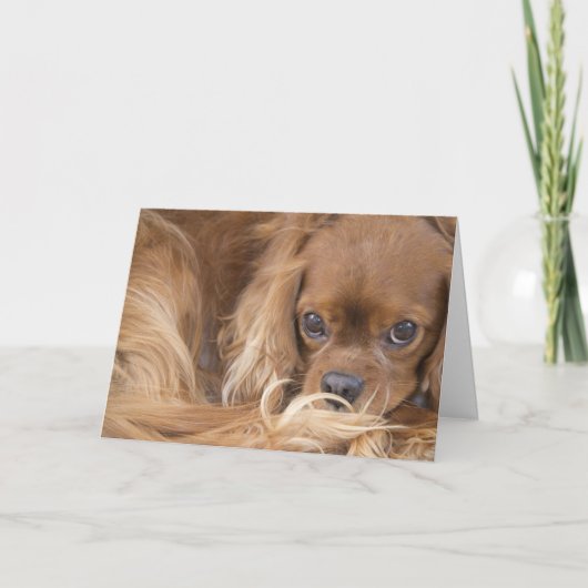 Carte Sweet Ruby Cavalier King Charles Spaniel (Devant)
