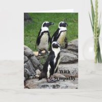 Sympathie avec la photo des pingouins africains de