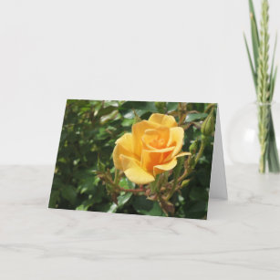 Carte Sympathie avec la photo élégante de la rose jaune 