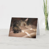 Carte Sympathie - chat (Devant)