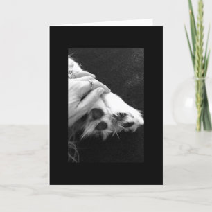 Carte Sympathie d'animal familier