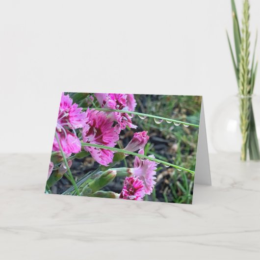 Carte Sympathie Dianthus Rose Avec Droplets D'Eau (Devant)