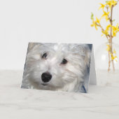 Carte Sympathie du chien (Fleur jaune)