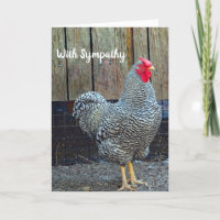 Sympathie pour la photo du coq noir et blanc de po