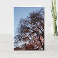 Sympathie Silhouette Arbres