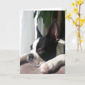 Carte Sympathy boston terrier (Fleur jaune)