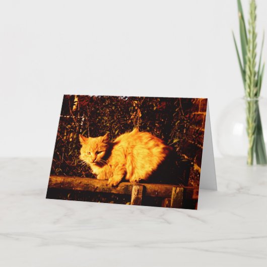 Carte Sympathy Card for Cat Owner (Devant)