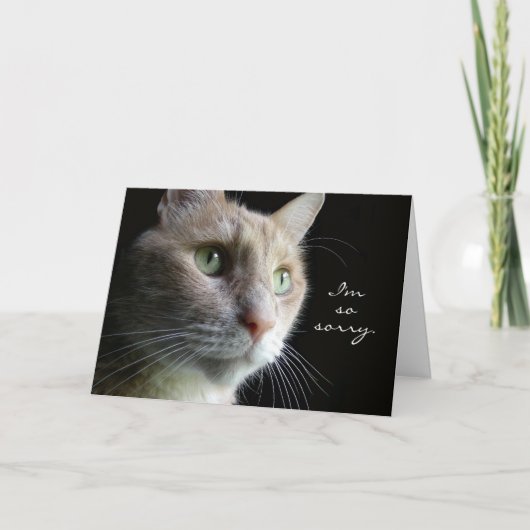 Carte Sympathy Cat (Devant)