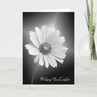 Sympathy White Daisy Flower