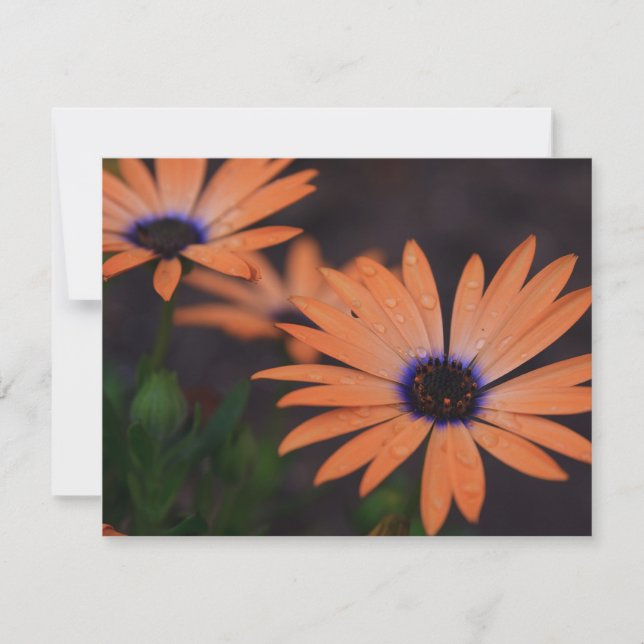 Carte Symphonie orange (Devant)