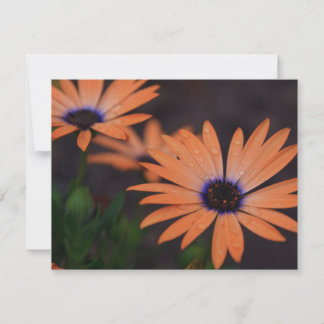 Carte Symphonie orange