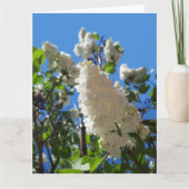 Carte Syringa, Arbre à fleurs blanc Lilac (Devant)