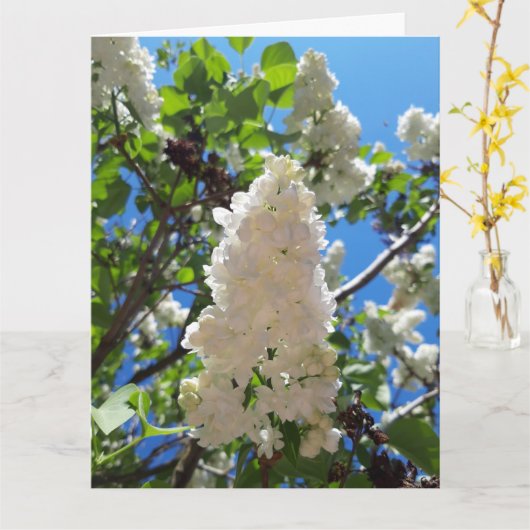 Carte Syringa, Arbre à fleurs blanc Lilac (Fleur jaune)