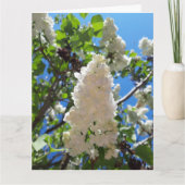 Carte Syringa, Arbre à fleurs blanc Lilac (Devant)
