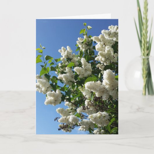 Carte Syringa, Arbre à fleurs blanc Lilac (Devant)