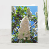 Carte Syringa, Arbre à fleurs blanc Lilac (Devant)