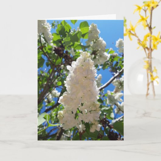 Carte Syringa, Arbre à fleurs blanc Lilac (Fleur jaune)