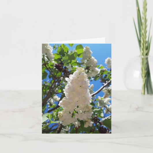 Carte Syringa, Arbre à fleurs blanc Lilac (Devant)