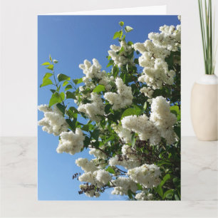 Carte Syringa , Arbre à fleurs Lilac blanc