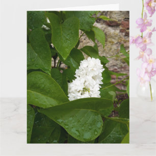 Carte Syringa, Fleur blanche Lilac avec gouttes de pluie