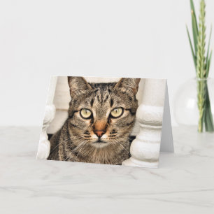 Carte Tabby Cat