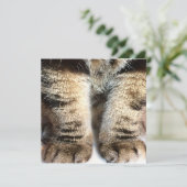 Carte Tabby cat Flat Card, Tabby, Tabby Legs, (Debout devant)