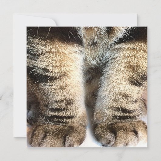 Carte Tabby cat Flat Card, Tabby, Tabby Legs, (Devant)