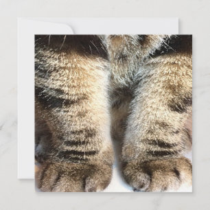 Carte Tabby cat Flat Card, Tabby, Tabby Legs,