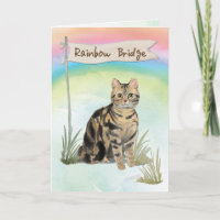 Tabby Chat Pet Sympathie sur Rainbow Bridge