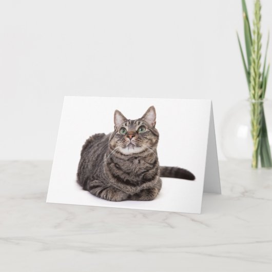 Carte Tabby Gris (Devant)