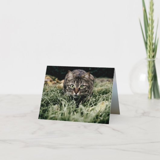Carte Tabby le chat domestique (Devant)