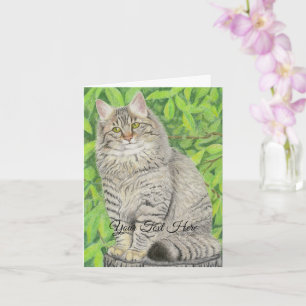 Carte Tabby Longhair