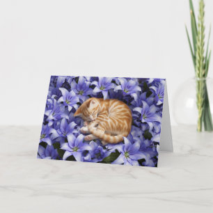 Carte Tabby orange et lentilles