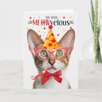 Tabby Oriental Shorthair Cat MEOWvelous Anniversai