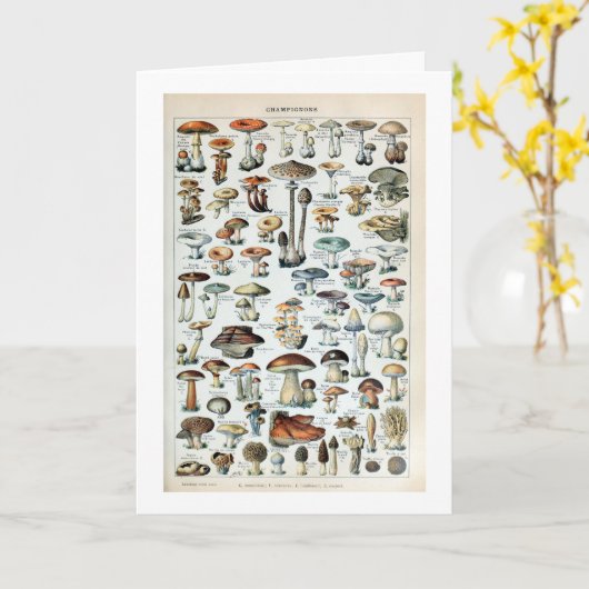 Carte Tableau vintage des champignons comestibles (Fleur jaune)
