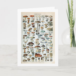 Carte Tableau vintage des champignons comestibles
