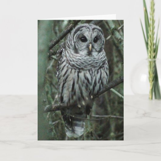 Carte Tache, le hibou (Devant)