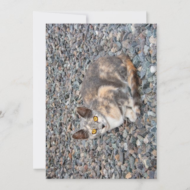 Carte Taie d'oreiller Le Chat (Devant)