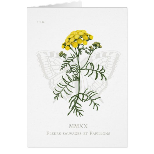 Carte Tansy et Swallowtail (Devant)